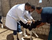 1.5 مليون جنيه دعما لحملة تحصين الثروة الحيوانية ضد الحمى القلاعية بمطروح