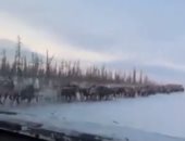 شاهد.. آلاف الحيوانات تقطع طريقًا جليديًا بطول 350 كيلومترا فى روسيا