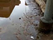 قارئ يشكو وجود ماس كهربائى بأعمدة الإنارة فى قرية الزعفرانى بالبحيرة