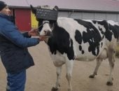 تدليل الأبقار بـ"الواقع الافتراضى" فى روسيا