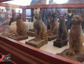 عرض خبيئة الحيوانات المقدسة المكتشفة بسقارة فى متحف شرم الشيخ