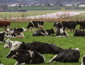 طريقة جديدة لتربية الأبقار ضمن أغرب طرق التصدى لتغير المناخ