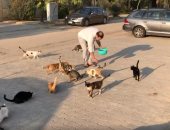 فتاة تتهم جارتها بقتل قطط الشوارع بوجبات مسممة في الهرم 