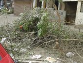 شكوى من عدم إزالة مخلفات قطع الأشجار بالعجوزة