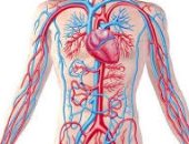 كيف تحافظ على صحة الأوعية الدموية فى جسمك