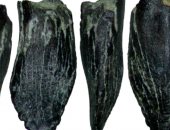 تفاصيل العثور على أسنان للديناصورات العملاقة فى شمال شرق روسيا