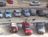شكوى من استمرار انتشار الكلاب الضالة بالحى التاسع بمدينة العبور