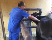  صور .. الزراعة: تحصين أكثر من مليون رأس ماشية ضد مرض الحمى القلاعية