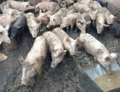 محافظة الجيزة تضبط حالات تربية للخنازير فى أوسيم
