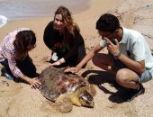 طلاب تونسيون يستخدمون التكنولوجيا للمساعدة فى إنقاذ السلاحف البحرية بكينيا 