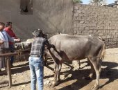 تحصين 4705 رأس ماشية ضد الحمى القلاعية بالمنيا