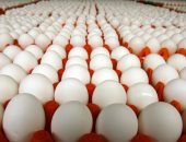 استقرار أسعار البيض اليوم الخميس و30 بيضة بـ41 جنيها فى المزرعة 