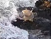 شاهد.. سمكة قرش تقفز إلى صخرة على الساحل لاصطياد السمك