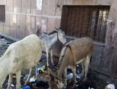 شكوى من انتشار القمامة بمركز أبو تشت بقنا