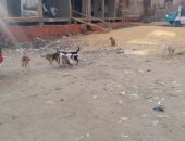 شكوى من انتشار الكلاب الضالة بشارع الدكتور فى العمرانية بمحافظة الجيزة