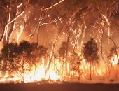 استطلاع: 14% من سكان أستراليا تأثروا بشكل مباشر جراء حرائق الغابات