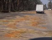 محافظة الجيزة ترد على شكوى إلقاء سباط النخيل على طريق البدرشين