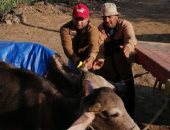 صور.. تحصين 103 آلاف رأس ماشية من الحمى القلاعية والوادى المتصدع بكفر الشيخ