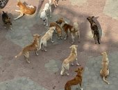 قارئ يشكو من انتشار الكلاب الضالة بمنطقة أرض الجمعية بمنطقة إمبابة