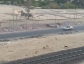 شكوى من انتشار الكلاب الضالة بمدينة الإسماعيلية