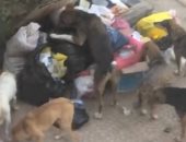 شكوى من انتشار القمامة والكلاب الضالة بشرع أحمد الزمر بمدينة نصر