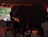 أفيال تقتحم مطعما فى زامبيا وسط ذهول السائحين