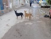 قارئ يشكو انتشار الكلاب الضالة بمنطقة كوبرى الناموس فى الإسكندرية