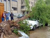 صور.. سقوط شجرة داخل الحرم الجامعى بجامعة القاهرة بسبب الأحوال الجوية