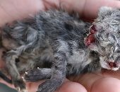 "ديلى ميل " : ولادة قطة برأسين على قيد الحياة فى تايلاند.. صور  