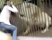 فيديو .. أسد ينهش ذراع حارسه بفى باكستان