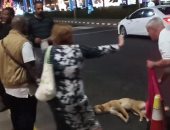فيديو وصور.. مهمة إنقاذ كلب بلدى صدمته سيارة فى شوارع شرم الشيخ.. سائحة أوكرانية تبكى وتصرخ ورجال المرور يساعدونها بأقماع وحواجز.. طبيب بيطرى يمر صدفة ويحقن الكلب بمهدئات.. وإيلينا تحمله بسيارتها وتتبنى علاجه