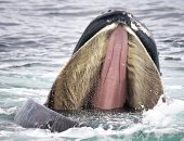 كشف سر كون الحوت الأزرق أكبر الحيوانات على الإطلاق
