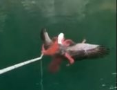 لحظة إنقاذ "نسر أصلع" من قبضة الموت بأيدى أخطبوط على شواطئ كندا.. فيديو