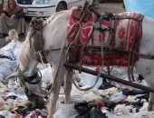 قارئ يشكو من انتشار القمامة والأوبئة فى ملف السيما بحى الوراق