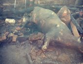 صور.. إصابة 4 أشخاص ونفوق 2 رأس ماشية بحريق منزل فى سوهاج