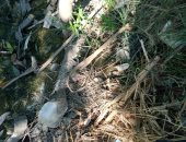 قارئ يشكو اختلاط مياه الشرب بالصرف الصحى فى قرية القزازية بالبحيرة