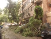 محافظة الجيزة ترفع 65 شجرة سقطت بعدد من الطرق نتيجة سوء الأحوال الجوية