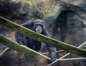 ما العلاقة بين الشمبانزي وموسيقى الروك؟ دراسة حديثة تكشف