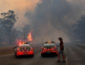 فيديو مؤثر لهروب جماعى للكنغر جراء الحرائق فى الغابات الأسترالية