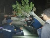 قارئ يشارك بصور لسقوط أشجار على السيارات بشارع المراغى بالعجوزة ويطالب بالتقليم