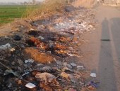 قارئ يشكو من انتشار القمامة والأوبئة بجزيرة الأكراد فى أسيوط