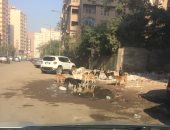 شكوى من استمرار انتشار الكلاب الضالة فى شارع فارس بفيصل