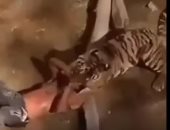 فيديو.. نمر ينقض على شاب سودانى فى حديقة حيوان بالسعودية‎ 