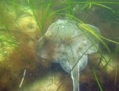 العلماء يكشفون عن أزمة إنقاذ الأعشاب البحرية من التلوث على السواحل