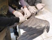 صور.. فريق محمية الجلف الكبير بالوادى الجديد ينقذ حياة طائر بلشون مصاب