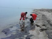 البيئة: 50 بلاغا عن حوادث تلوث بحرى بالزيت خلال 2019