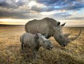 كتيبة بريطانية فى جنوب أفريقيا والسبب "وحيد القرن".. اعرف القصة