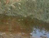 قارئة تطالب محافظة الجيزة بحل مشكلة المياه الجوفية بقرية الشرفا بمركز الصف