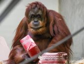 الغوريلا والشمبانزى وإنسان الغاب يتلقون هدايا الكريسماس بحديقة ألمانية.. صور