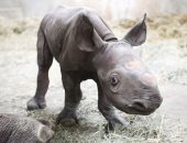 جهود حمايته من الانقراض لا تتوقف.. ولادة وحيد القرن الأبيض بحديقة أمريكية